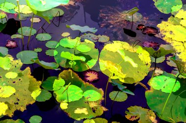 Lotus yaprağı ormanı. Çevre sorunları. Düz dizayn. Yüksek kalite vektör çizimi. Arkaplan deseni.