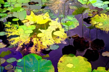 Lotus yaprağı ormanı. Çevre sorunları. Düz dizayn. Yüksek kalite vektör çizimi. Arkaplan deseni.