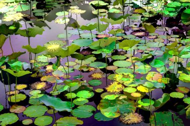 Lotus yaprağı ormanı. Çevre sorunları. Düz dizayn. Yüksek kalite vektör çizimi. Arkaplan deseni.