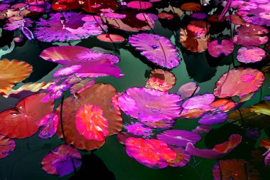 Lotus yaprağı ormanı. Çevre sorunları. Düz dizayn. Yüksek kalite vektör çizimi. Arkaplan deseni.