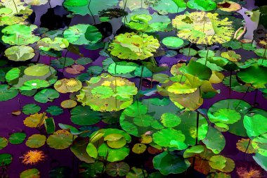 Lotus yaprağı ormanı. Çevre sorunları. Düz dizayn. Yüksek kalite vektör çizimi. Arkaplan deseni.