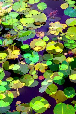 Lotus yaprağı ormanı. Çevre sorunları. Düz dizayn. Yüksek kalite vektör çizimi. Arkaplan deseni.