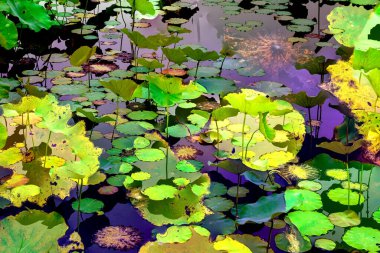 Lotus yaprağı ormanı. Çevre sorunları. Düz dizayn. Yüksek kalite vektör çizimi. Arkaplan deseni.