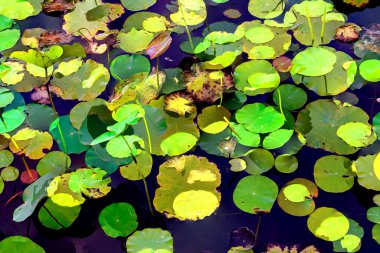 Lotus yaprağı ormanı. Çevre sorunları. Düz dizayn. Yüksek kalite vektör çizimi. Arkaplan deseni.