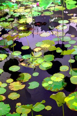 Lotus yaprağı ormanı. Çevre sorunları. Düz dizayn. Yüksek kalite vektör çizimi. Arkaplan deseni.