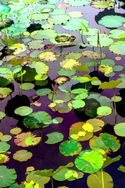 Lotus yaprağı ormanı. Çevre sorunları. Düz dizayn. Yüksek kalite vektör çizimi. Arkaplan deseni.