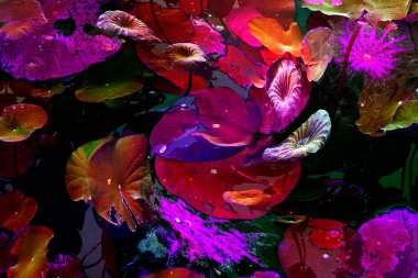 Nilüfer yaprakları, zarif arkaplan deseni