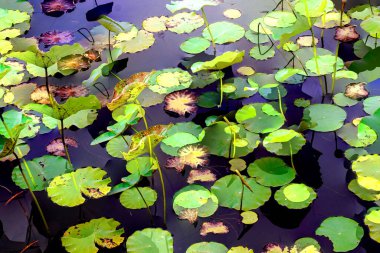 Nilüfer yaprakları, zarif arkaplan deseni
