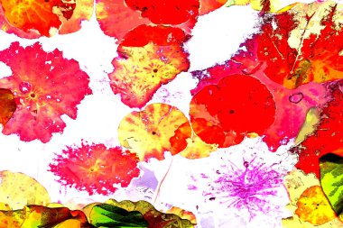 Nilüfer yaprakları, zarif arkaplan deseni