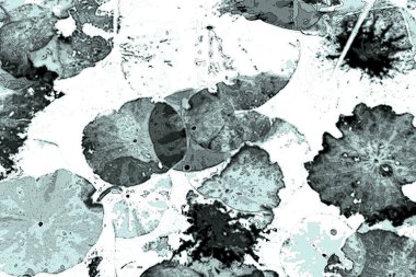 Nilüfer yaprakları, zarif arkaplan deseni