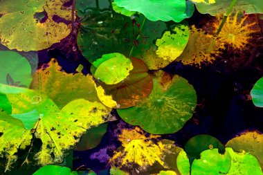 Nilüfer yaprakları, zarif arkaplan deseni