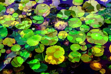 Nilüfer yaprakları, zarif arkaplan deseni