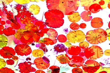 Nilüfer yaprakları, zarif arkaplan deseni