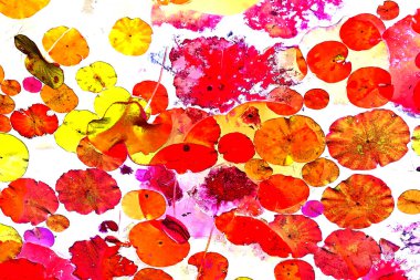 Nilüfer yaprakları, zarif arkaplan deseni