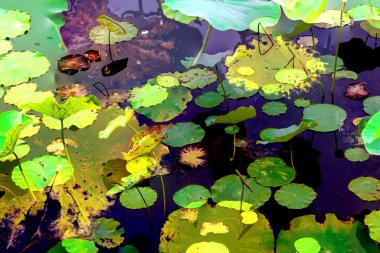 Nilüfer yaprakları, zarif arkaplan deseni