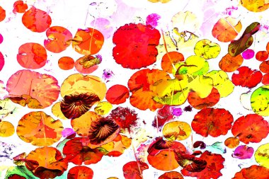 Nilüfer yaprakları, zarif arkaplan deseni