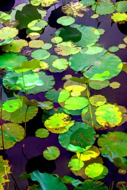Nilüfer yaprakları, zarif arkaplan deseni