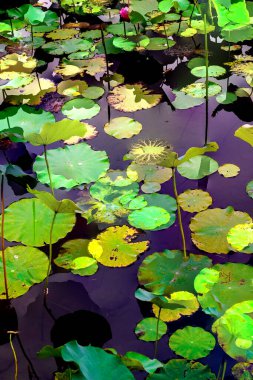 Nilüfer yaprakları, zarif arkaplan deseni