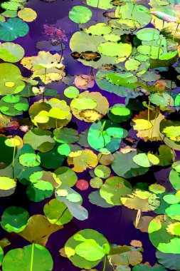 Nilüfer yaprakları, zarif arkaplan deseni