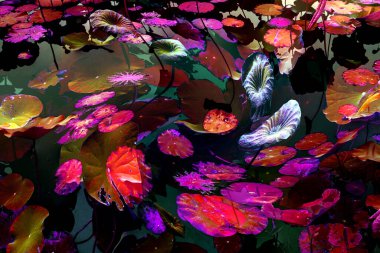 Nilüfer yaprakları, zarif arkaplan deseni