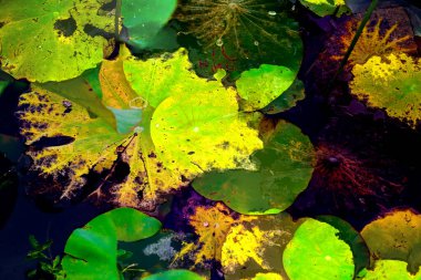 Nilüfer yaprakları, zarif arkaplan deseni