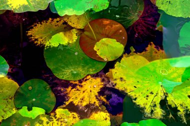 Nilüfer yaprakları, zarif arkaplan deseni