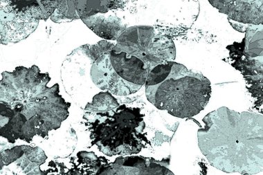 Nilüfer yaprakları, zarif arkaplan deseni