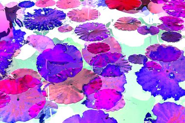 Nilüfer yaprakları, zarif arkaplan deseni