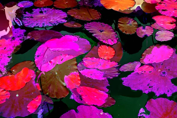 Lotus yaprağı ormanı. Çevre sorunları. Düz dizayn. Yüksek kalite vektör çizimi. Arkaplan deseni.