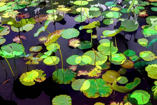 Lotus Leaf Jungle Environmental Issues Flat Design High Quality Vector — Foto de Stock