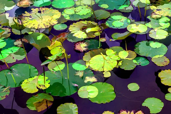 Lotus Leaf Jungle Environmental Issues Flat Design High Quality Vector — Fotografia de Stock