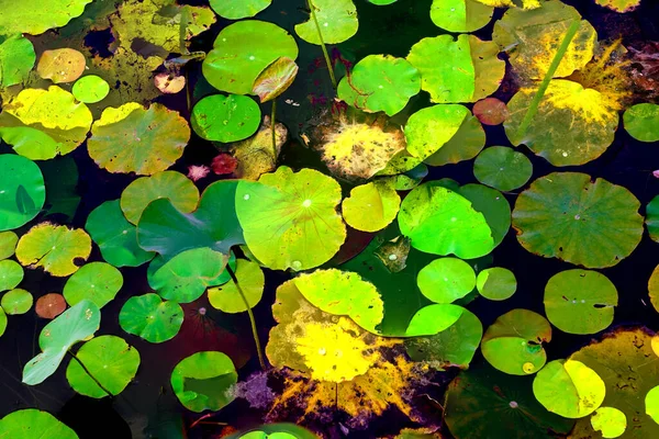 Lotus yaprağı ormanı. Çevre sorunları. Düz dizayn. Yüksek kalite vektör çizimi. Arkaplan deseni.