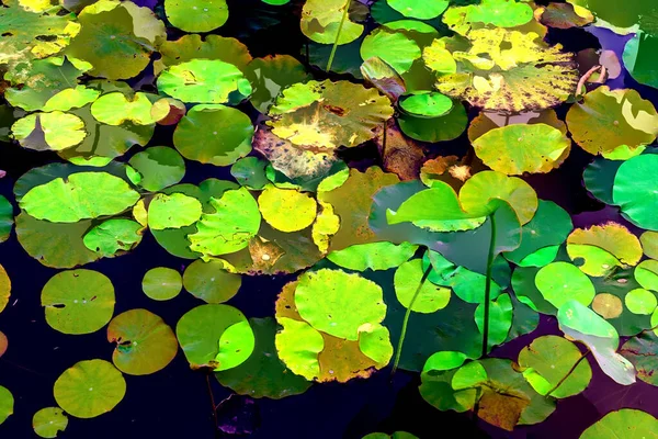 Lotus Leaf Jungle Environmental Issues Flat Design High Quality Vector —  Fotos de Stock