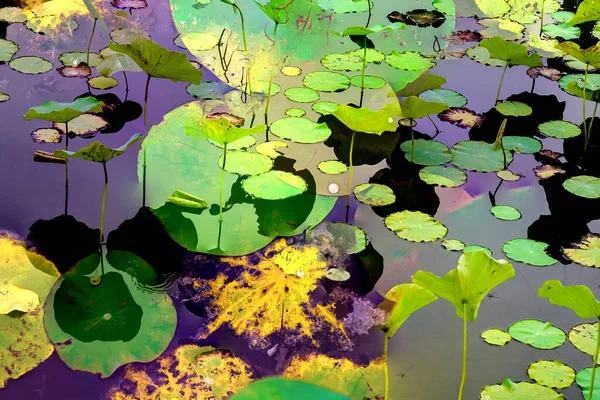 Lotus Leaf Jungle Environmental Issues Flat Design High Quality Vector — Foto de Stock