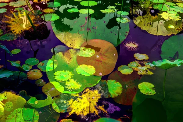 Lotus yaprağı ormanı. Çevre sorunları. Düz dizayn. Yüksek kalite vektör çizimi. Arkaplan deseni.