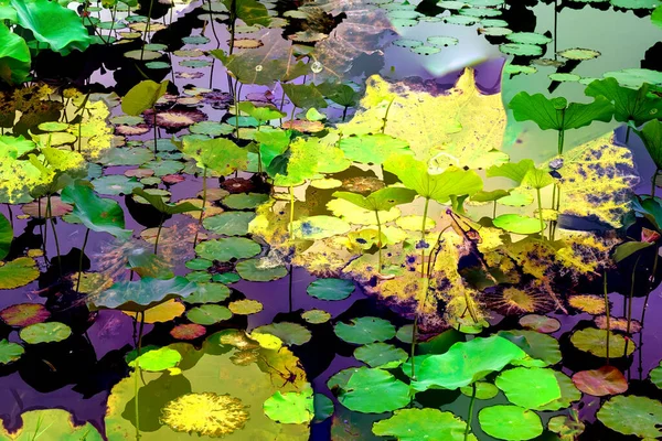 Lotus yaprağı ormanı. Çevre sorunları. Düz dizayn. Yüksek kalite vektör çizimi. Arkaplan deseni.