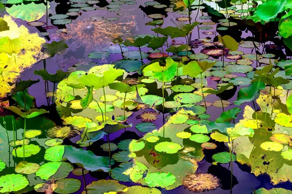 Lotus yaprağı ormanı. Çevre sorunları. Düz dizayn. Yüksek kalite vektör çizimi. Arkaplan deseni.