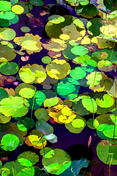 Lotus yaprağı ormanı. Çevre sorunları. Düz dizayn. Yüksek kalite vektör çizimi. Arkaplan deseni.