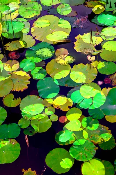 Lotus Leaf Jungle Environmental Issues Flat Design High Quality Vector — Zdjęcie stockowe