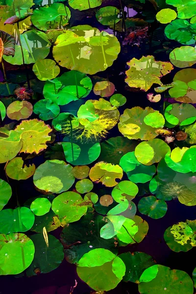 Lotus yaprağı ormanı. Çevre sorunları. Düz dizayn. Yüksek kalite vektör çizimi. Arkaplan deseni.