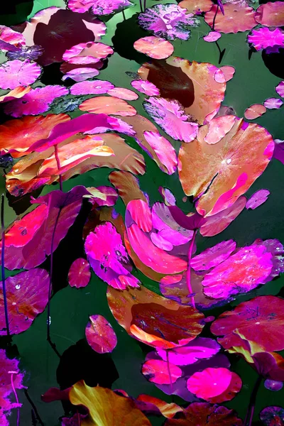 Lotus yaprağı ormanı. Çevre sorunları. Düz dizayn. Yüksek kalite vektör çizimi. Arkaplan deseni.