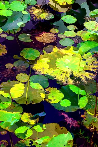 Lotus yaprağı ormanı. Çevre sorunları. Düz dizayn. Yüksek kalite vektör çizimi. Arkaplan deseni.