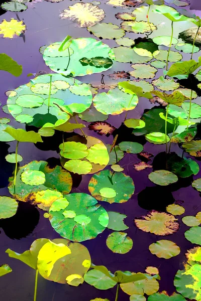 Lotus yaprağı ormanı. Çevre sorunları. Düz dizayn. Yüksek kalite vektör çizimi. Arkaplan deseni.