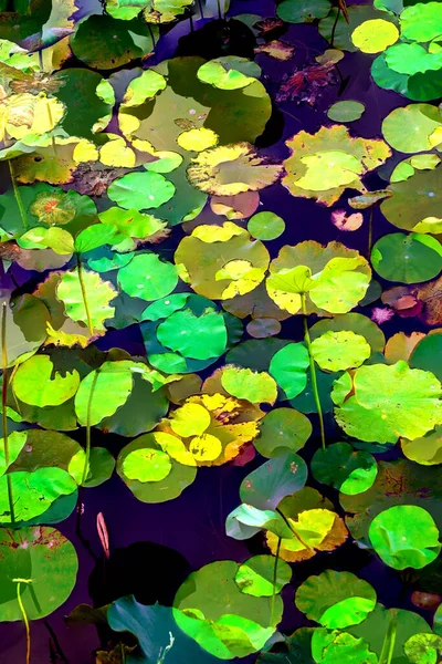 Lotus yaprağı ormanı. Çevre sorunları. Düz dizayn. Yüksek kalite vektör çizimi. Arkaplan deseni.