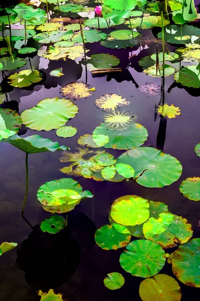 Lotus yaprağı ormanı. Çevre sorunları. Düz dizayn. Yüksek kalite vektör çizimi. Arkaplan deseni.