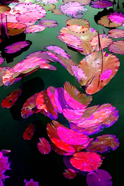 Lotus yaprağı ormanı. Çevre sorunları. Düz dizayn. Yüksek kalite vektör çizimi. Arkaplan deseni.