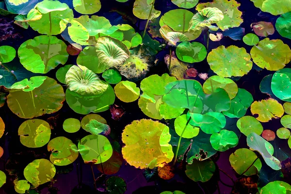 Lotus yaprağı ormanı. Çevre sorunları. Düz dizayn. Yüksek kalite vektör çizimi. Arkaplan deseni.