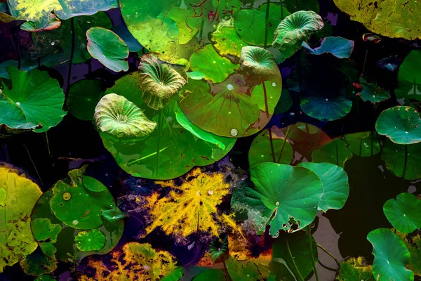 Lotus yaprağı ormanı. Çevre sorunları. Düz dizayn. Yüksek kalite vektör çizimi. Arkaplan deseni.