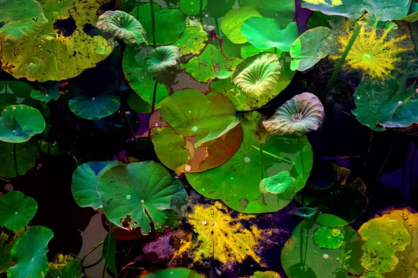 Lotus yaprağı ormanı. Çevre sorunları. Düz dizayn. Yüksek kalite vektör çizimi. Arkaplan deseni.