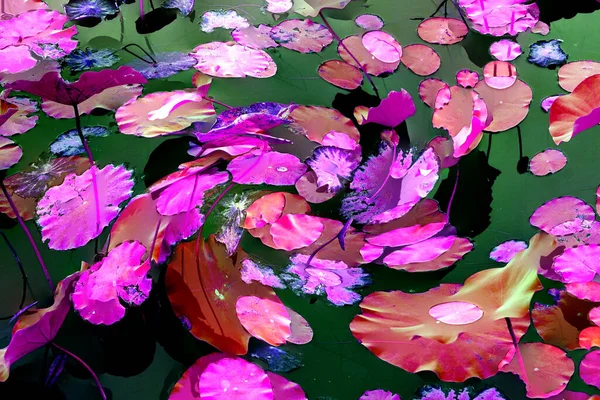 Lotus yaprağı ormanı. Çevre sorunları. Düz dizayn. Yüksek kalite vektör çizimi. Arkaplan deseni.